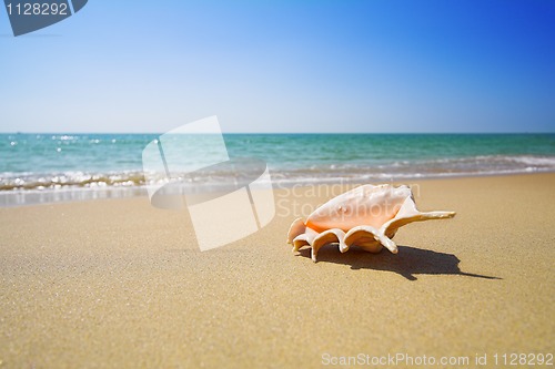 Image of shell on the beach