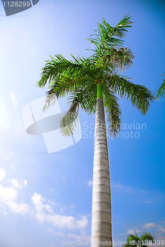 Image of one palm 