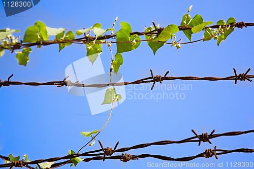 Image of barbed wire 