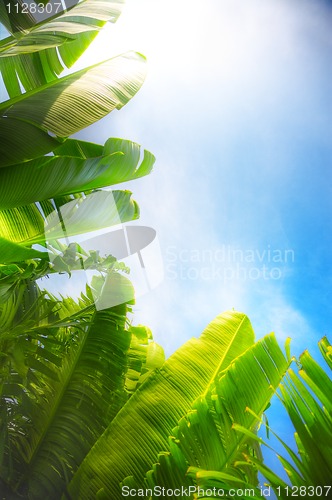 Image of leaves and sky