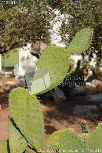 Image of Tzabar cactus, or prickly pear