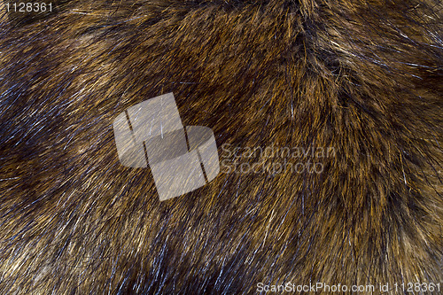 Image of Background of lynx fur closeup 
