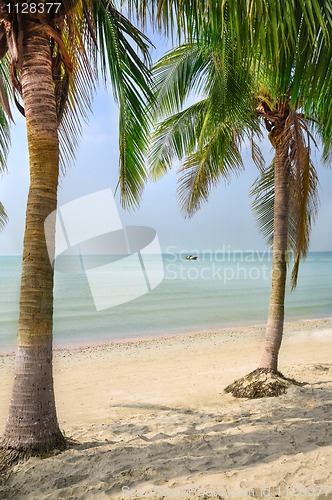 Image of palm tree