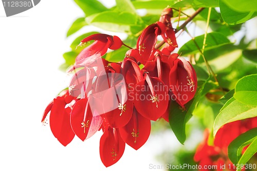 Image of red flowers 