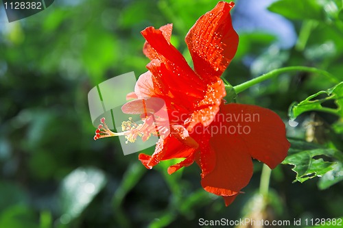 Image of red flower