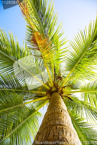 Image of coconut palm