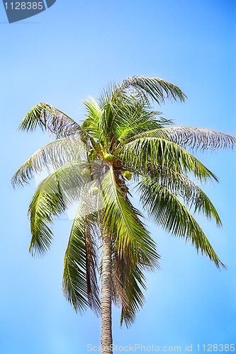 Image of coconut palm