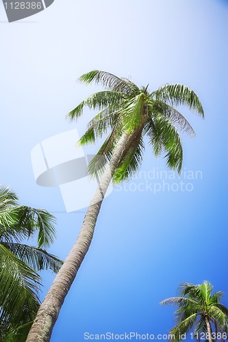 Image of coconut palm