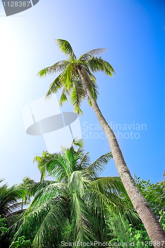 Image of coconut palm