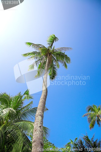 Image of coconut palm