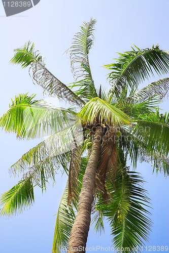 Image of coconut palm