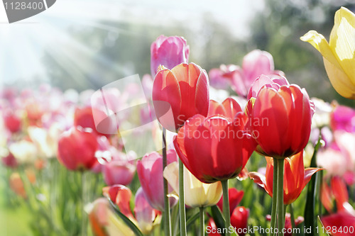 Image of tulips in spring sun