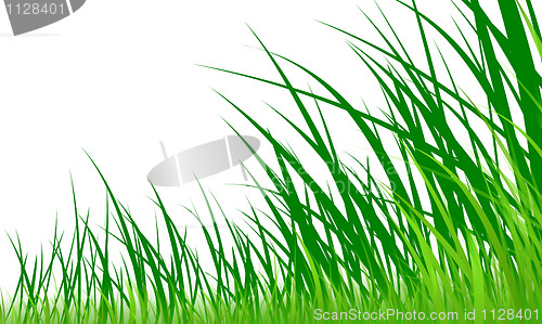 Image of green grass