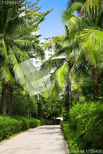 Image of palm alley 