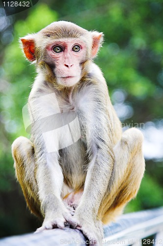 Image of macaque