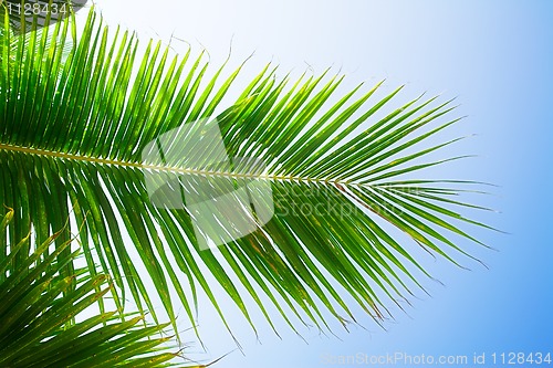 Image of palm leaves