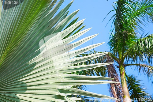 Image of palm leaf