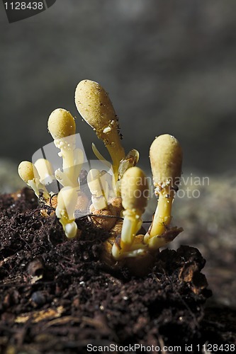 Image of toadstools