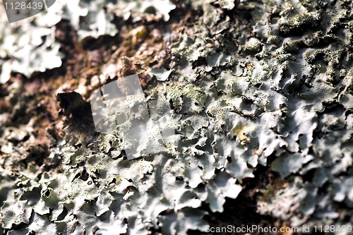 Image of lichen texture