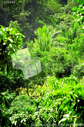 Image of Rainforest