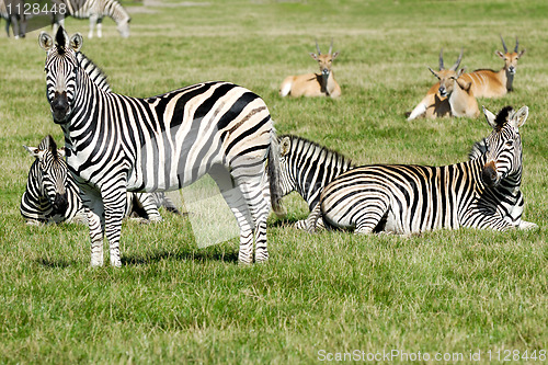 Image of Group of zebras