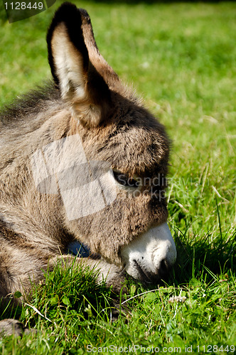 Image of Donkey face