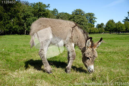 Image of Donkey eating grass