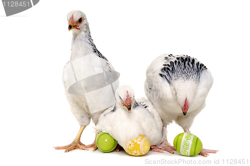 Image of Chickens and easter eggs