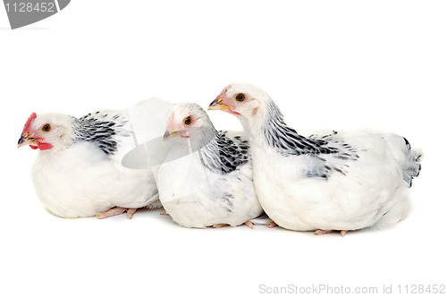 Image of Chickens resting on white background