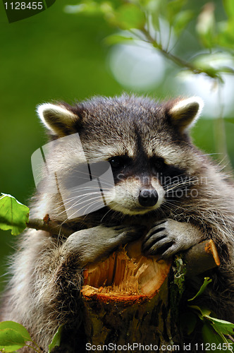 Image of Raccoon