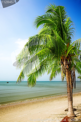 Image of coconut palm