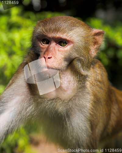 Image of macaque