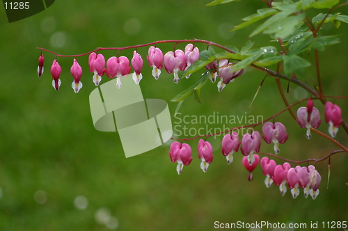 Image of Flowers after rain