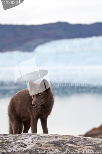 Image of Arctic Fox