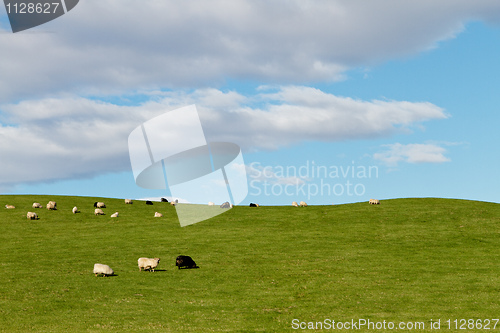 Image of Sheep on grass hill