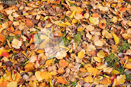 Image of Autumn Leaves