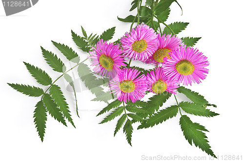 Image of Bouquet with pink Astra