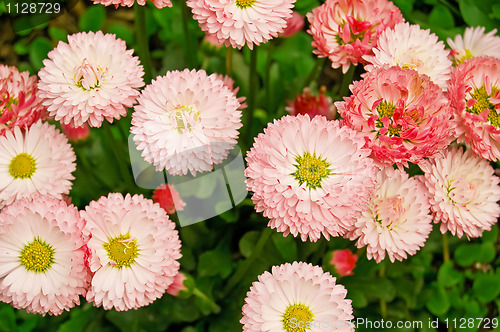 Image of Pink daisies