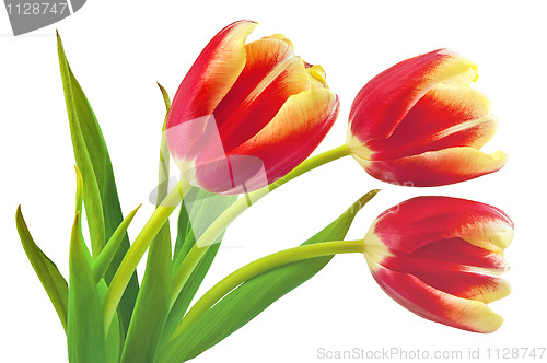 Image of Yellow-red tulips