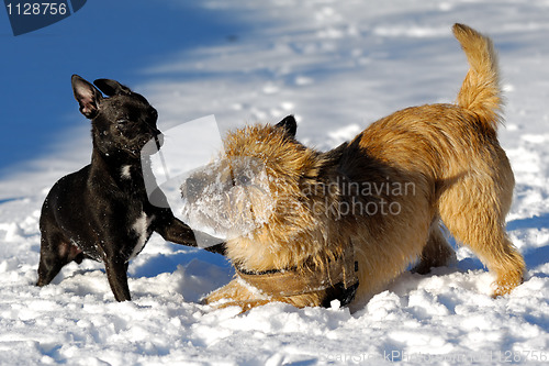 Image of Two dogs playing