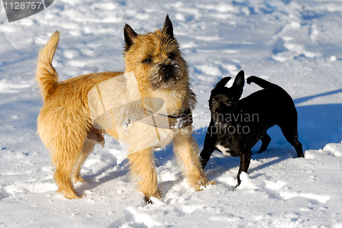 Image of Two dogs in snow