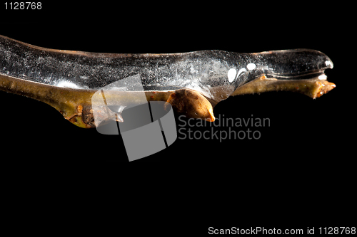 Image of Macro of ice frozen on stick