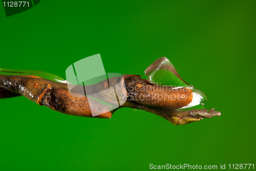 Image of Ice melting as spring comes