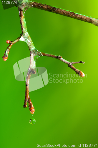 Image of twig with melting ice in it