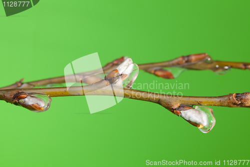 Image of Branch with buds under melting ice