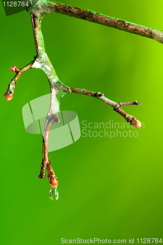 Image of dropping water from a frozen twig