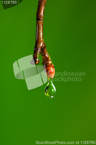 Image of Dripping water in spring