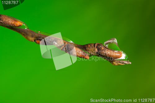 Image of Macro of bud with ice