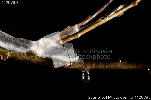 Image of Spring in macro