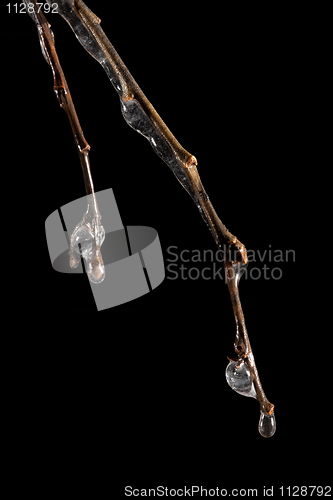 Image of Frozen branch